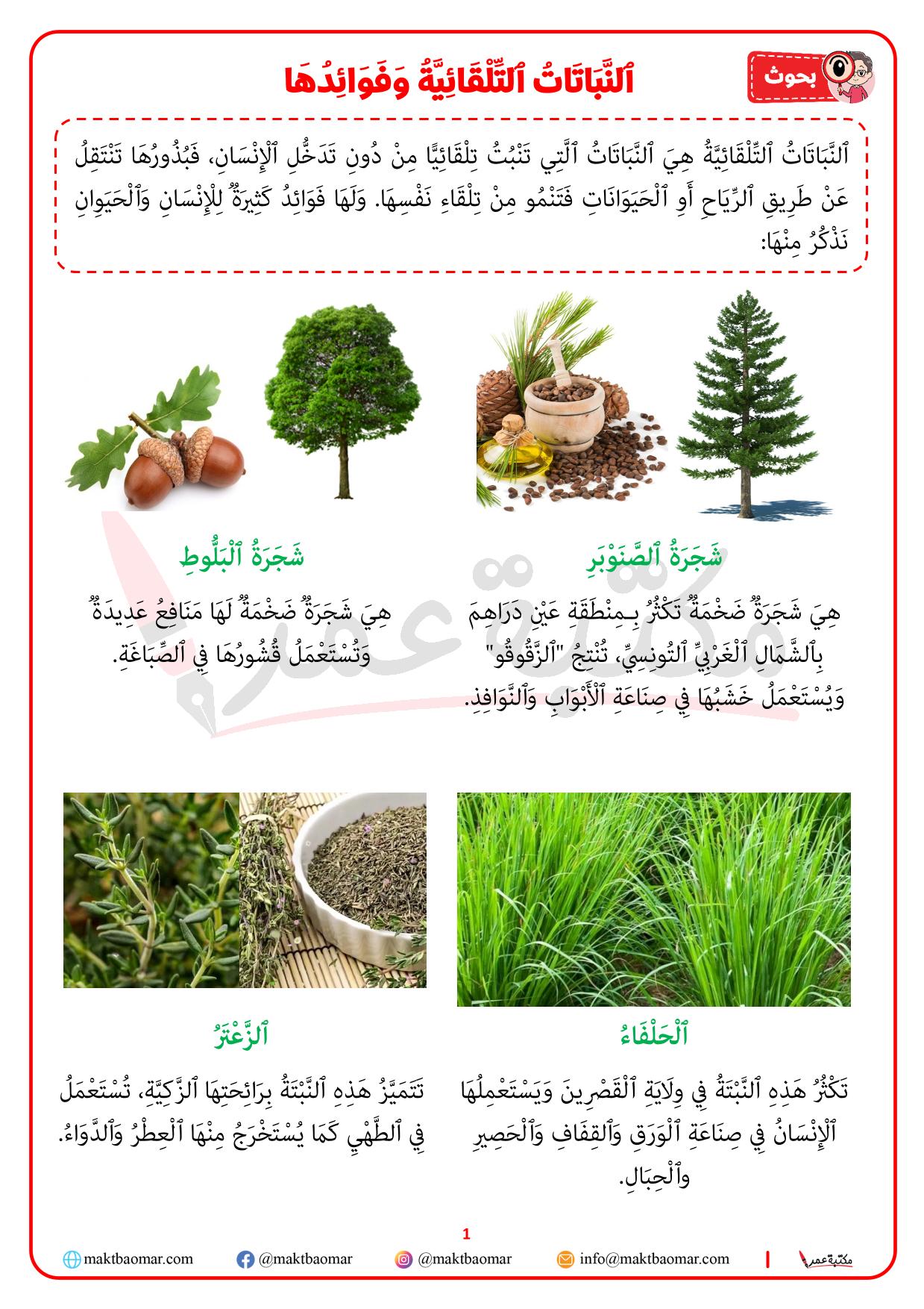 النباتات التلقائية وفوائدها-1