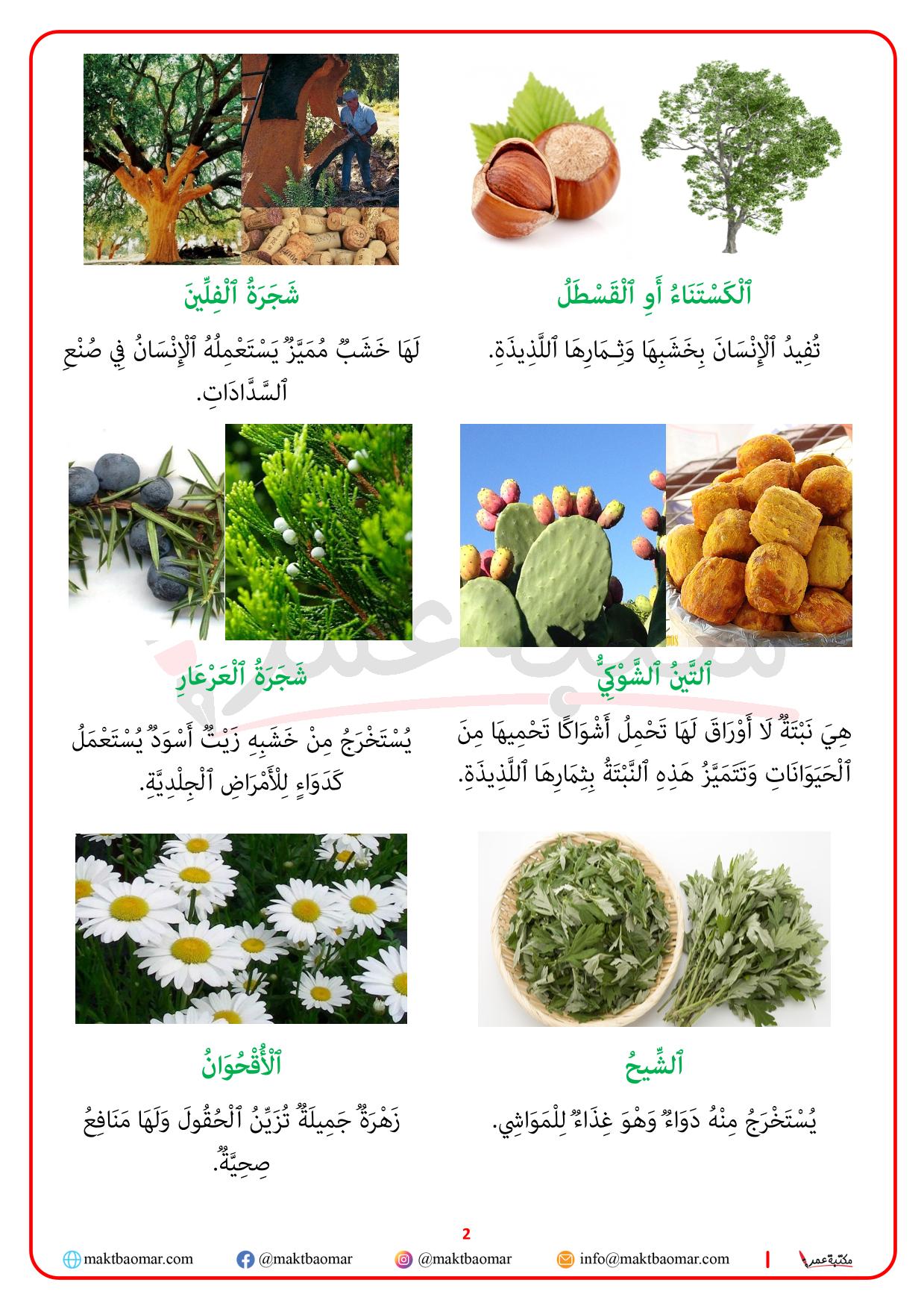 النباتات التلقائية وفوائدها-2
