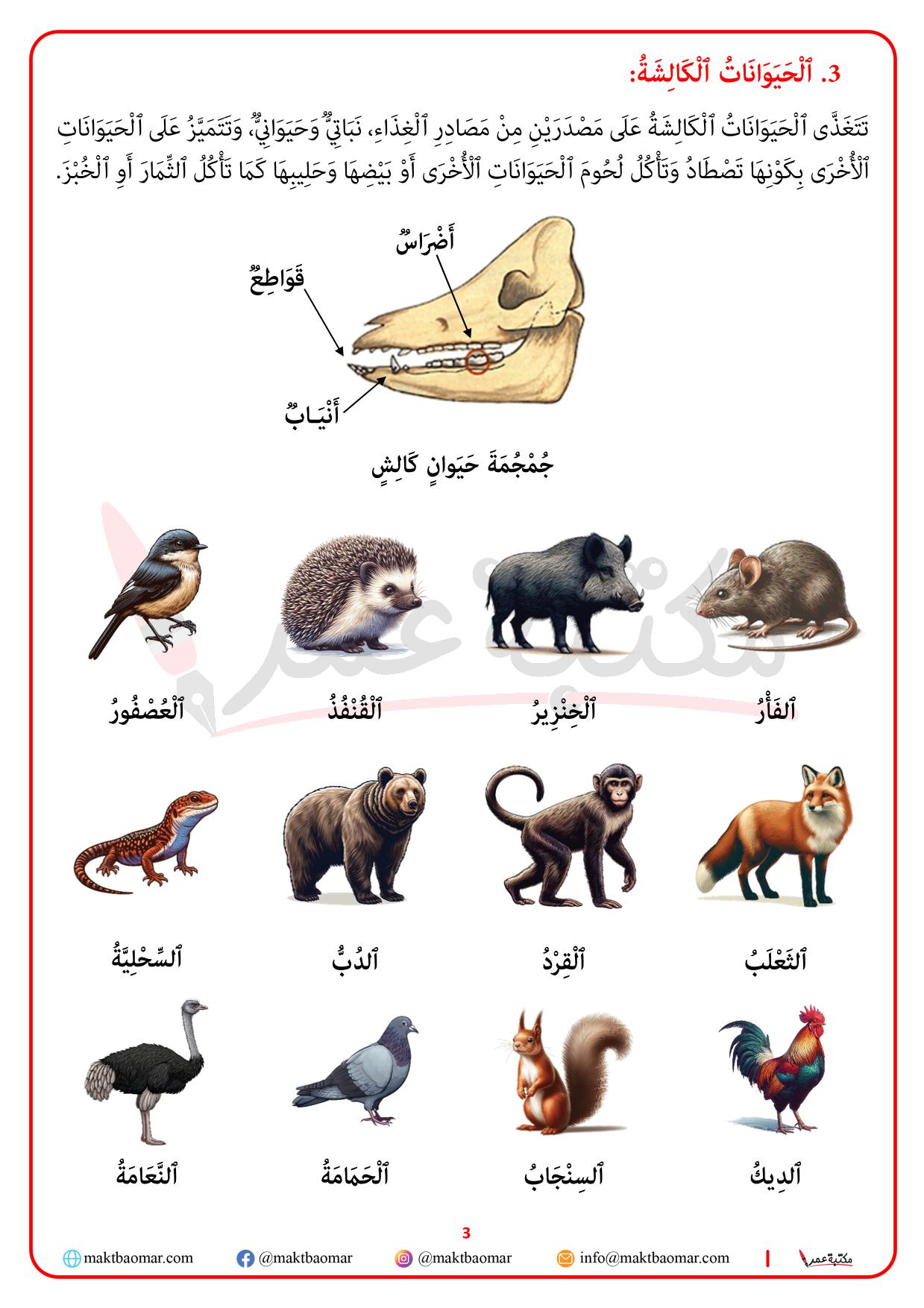 تصنيف الحيوانات حسب نوع الغذاء الذي تعيش عليه-3