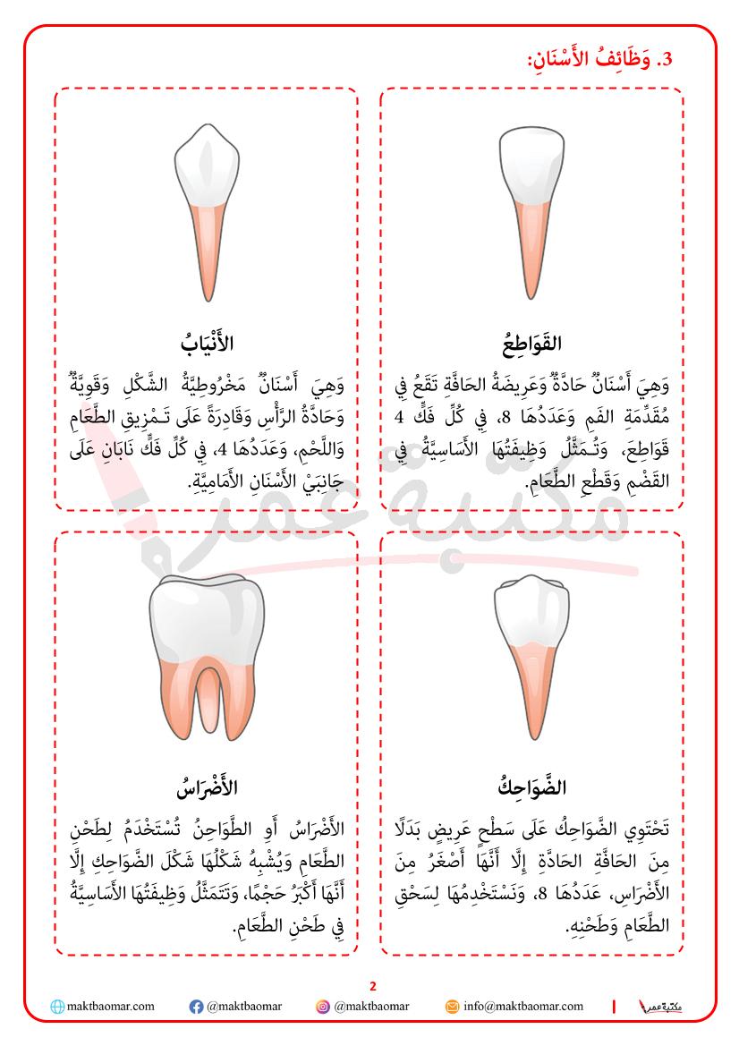 أنواع الأسنان ووظائفها-2
