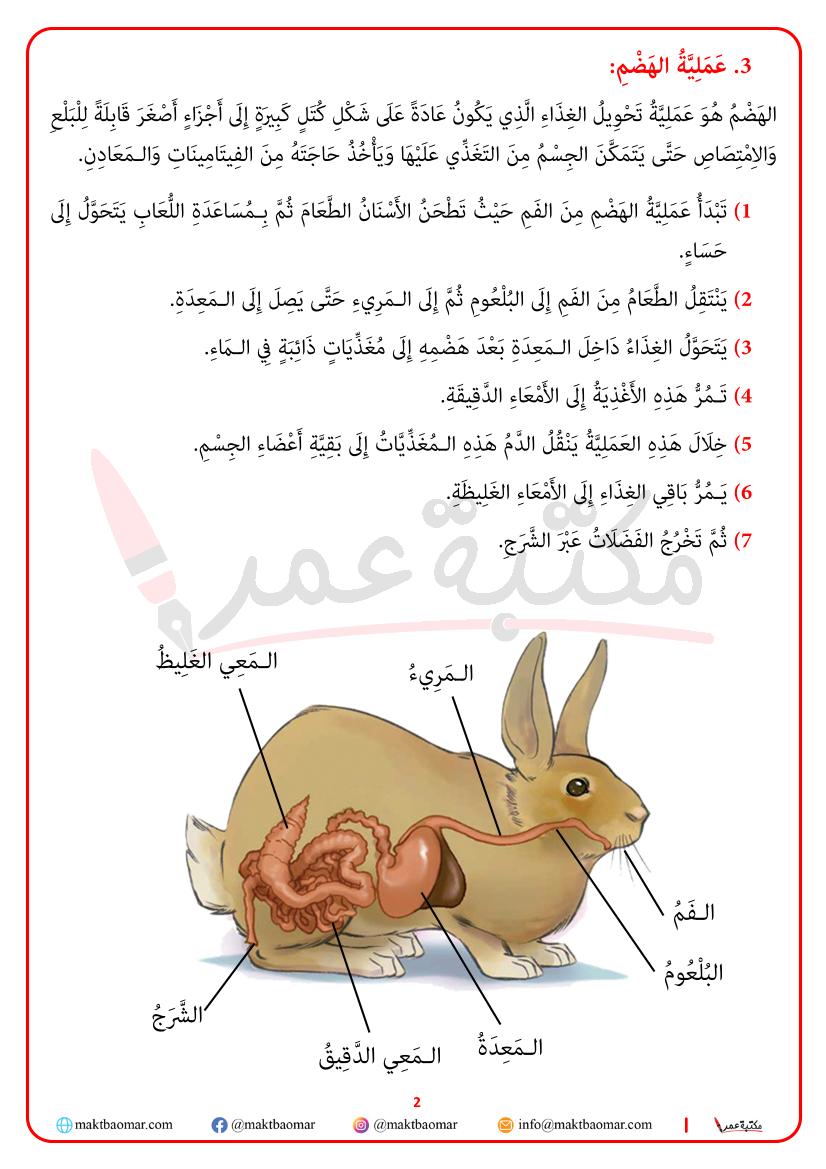 الجهاز الهضمي عند الأرنب-2